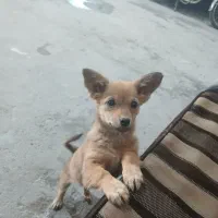 پاکوتاه ماده شیوا وا