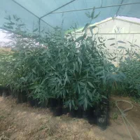 نهال اکالیپتوس|گل و گیاه طبیعی|کاشان, مشکات|دیوار