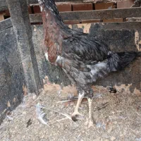 مرغ و خروس جوجه لاری فروشی|حیوانات مزرعه|گنبد کاووس, |دیوار