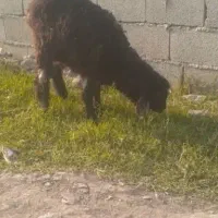 ب ره گوسفندافشاری مفت مفت فقط ۶۸۰۰