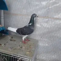 کفتر گم شده