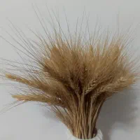 خرس تدی|مجسمه، تندیس، ماکت|نجف‌آباد, سعدی|دیوار