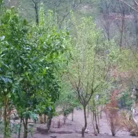 سویت قیمت مناسب جاده ییلاق اولسبلنگاه لب رودخونه|اجارهٔ کوتاه‌مدت آپارتمان و سوئیت|ماسال, |دیوار