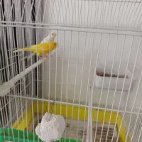 ماده قناری کاکل