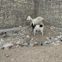 بز باکره ماده