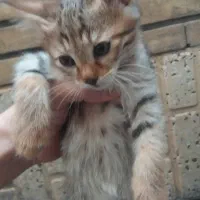 توله گربه