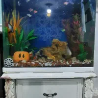 آکواریوم ماهیان گیاهخوار