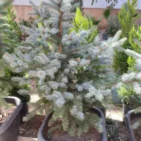 کاج نوئل آبی / ۵۰ درصد تخفیف|گل و گیاه طبیعی|تهران, صادقیه|دیوار