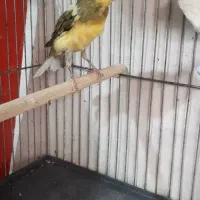 قناری  نر و ماده