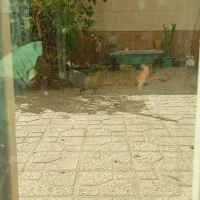 3عدد مرغ شاخدار سالم|حیوانات مزرعه|تربت‌حیدریه, باغ ملی|دیوار