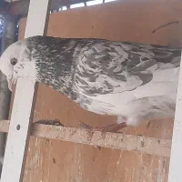 ۷۰۰|پرنده|سمنان, |دیوار