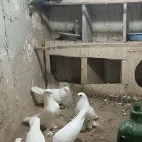 8عدد کبوتر سالم