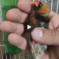 فنچ انگلیسی .فول اورنج آلیاام