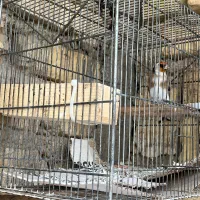 سرسیاه دهن زن