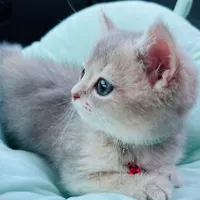 عشق یعنی گربه
