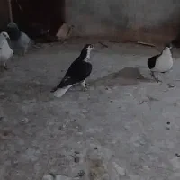 کفتر پشت سرور زرد وخوشرنگ سیاه  ماده|پرنده|شیراز, دودمان|دیوار