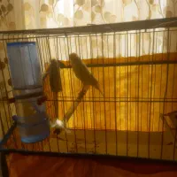 قناری ماده لیمویی جوان آماده خوب قناری هستش