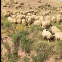 گله گوسفندی