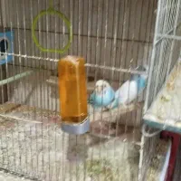 طوطی سان|پرنده|خوی, |دیوار