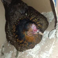 دو عدد مرغ کرچ