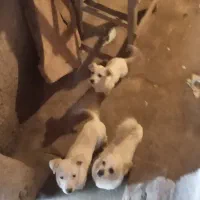 سگ پاکوتاه