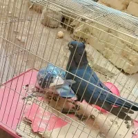 کبوتر زاغ آبادانی و پلاکی|پرنده|جیرفت, |دیوار