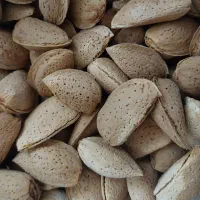 بادام درختی امسال با بهترین کیفیت|خوردنی و آشامیدنی|تهران, دریا|دیوار