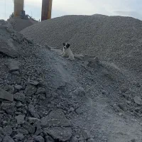 پنچ عدد توله سگ|سگ|کرمانشاه, |دیوار