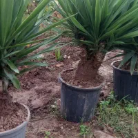 تعداد 13 عدد گل یوکا|گل و گیاه طبیعی|خمام, |دیوار