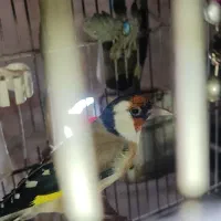 سره رام جوجه قفس گل نارنجی