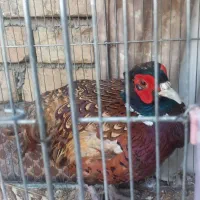 خروس بلژیکی