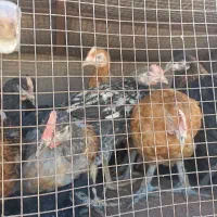 جوجه مرغ خروس محلی