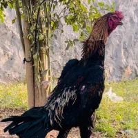 خروس اوشامو/اوشامو/لاری/خروس لاری