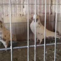 کبوتر پرشی|پرنده|سیرجان, |دیوار