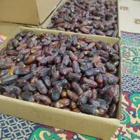 خرما ربی فروش فوری