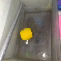 آکواریوم پرنده کبوتر پلاکی دورگ پلاکی قناری سهره