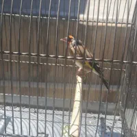 سهره نر جوجه قفس ۲ساله