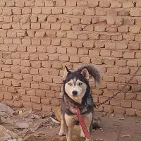 سگ هاسکی نروماده