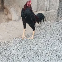 خروس|حیوانات مزرعه|سیب و سوران, |دیوار