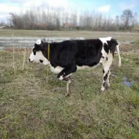 گاولیشه سیمینتال