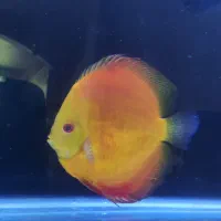 دیسکس اور سایز ++AA|ماهی|تهران, گمرک|دیوار