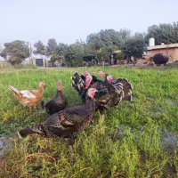 بوقلمون نر و ماده درشت
