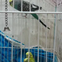 مرغ عشق و خروس میاطوری|پرنده|سنگر, |دیوار