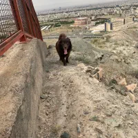 111|سگ|تربت جام, نظامی|دیوار