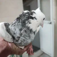 طوقی|پرنده|قم, انسجام|دیوار