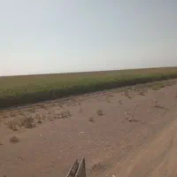 ذرت علوفه ای