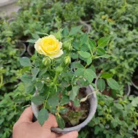 انواع گل ساناز رز شمعدانی محمدی مرجان نسترن