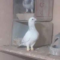 بار کبوتر