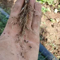 نهال توت فرنگی کاماروس پایه کوتاه،باردهی عالی|گل و گیاه طبیعی|گرگان, |دیوار