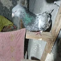 ۱۰۰|پرنده|رامهرمز, |دیوار